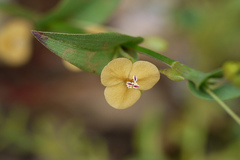 Murdannia versicolor